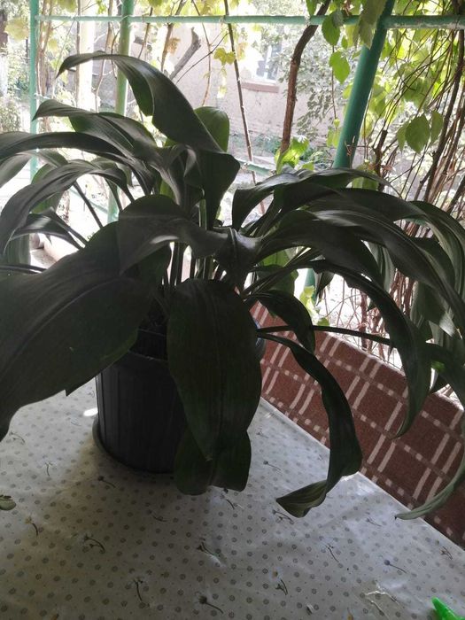 Цветы комнатные продам