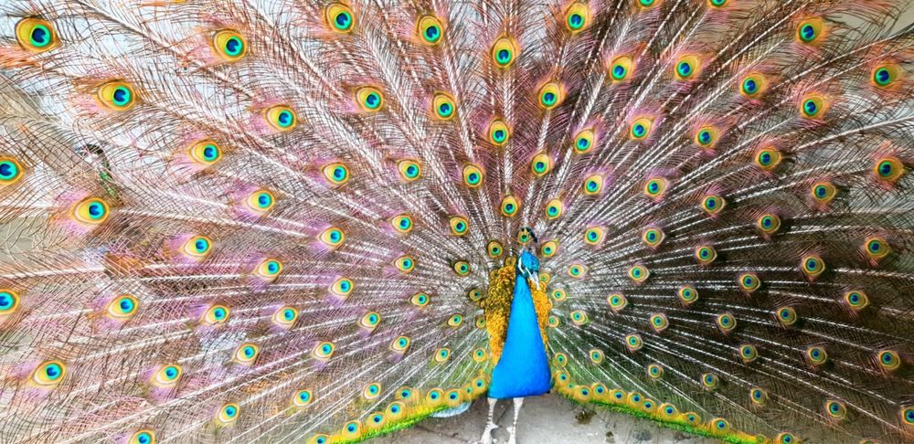 Павлин 60000 продам