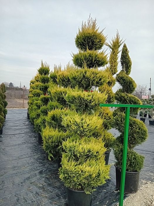 Spirale pon pon gazon rulou