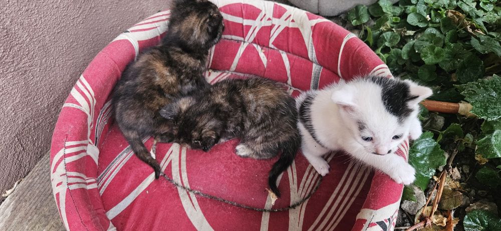 Pui de pisica spre adoptie
