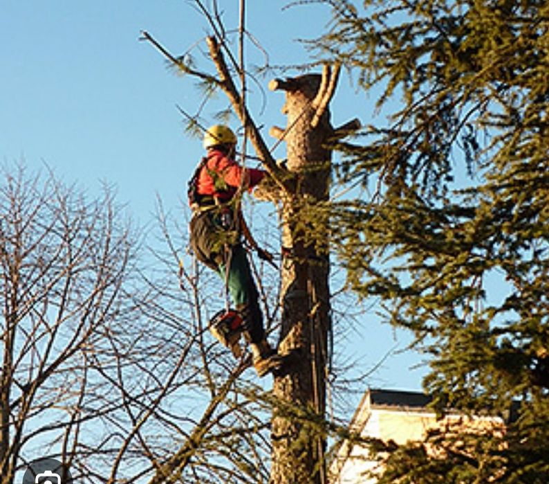Спил деревьев.санитарная чистка