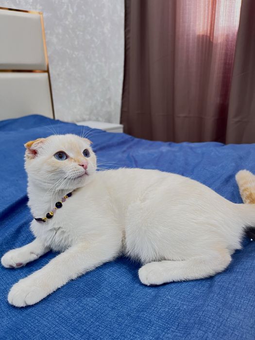 Продается вислоухая кошка 4 месяца