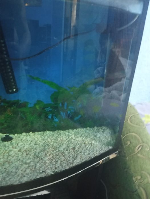 Продается аквариум с рыбками
