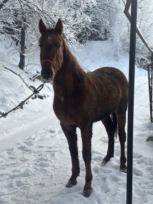 Донен Айгыр сатылад