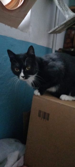 Отдам кошечку и котенка девочку