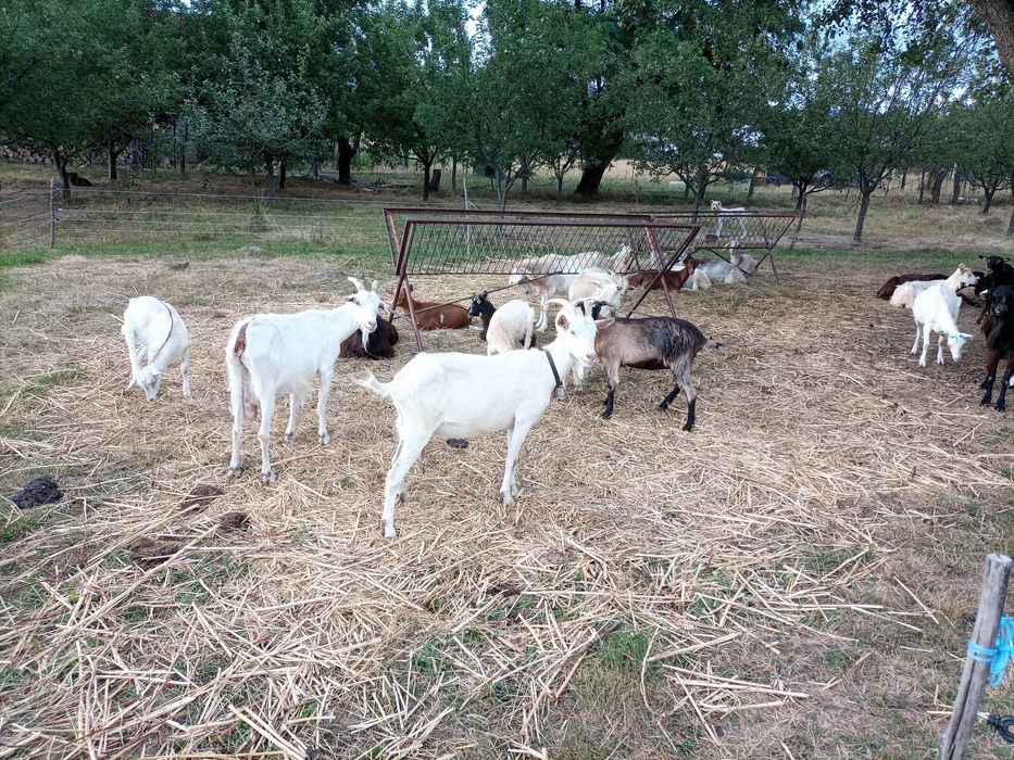 Vând capre bune de lapte