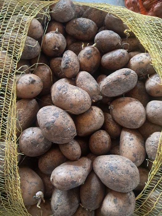 Cartofi de sămânță