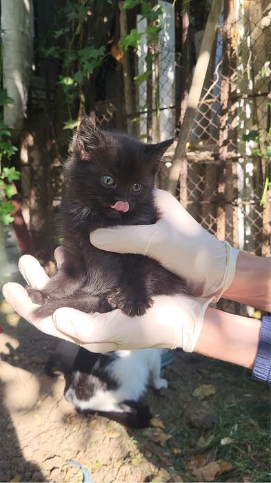 Котенок в добрые руки