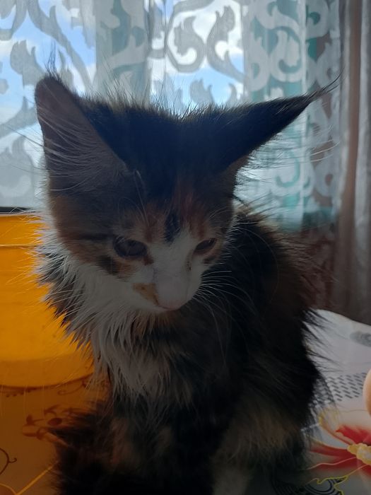Котёнок мейн-куна