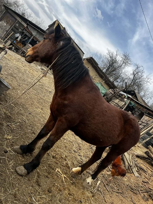 Vând iapa bună de munca