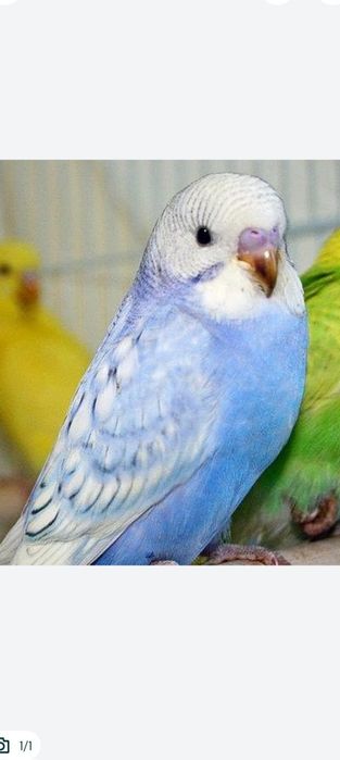 Волнистые попугаи птенцы