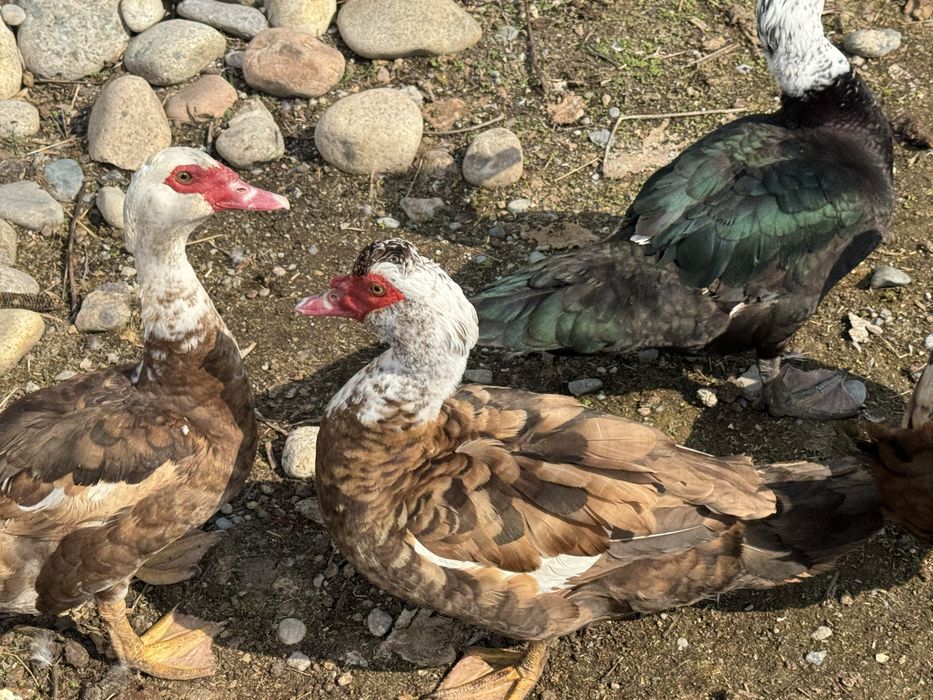 Селезьни по 9000тг