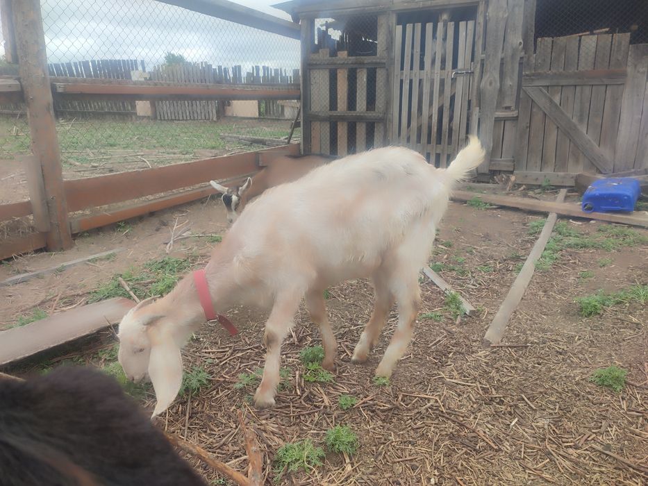 Продам три Козочки