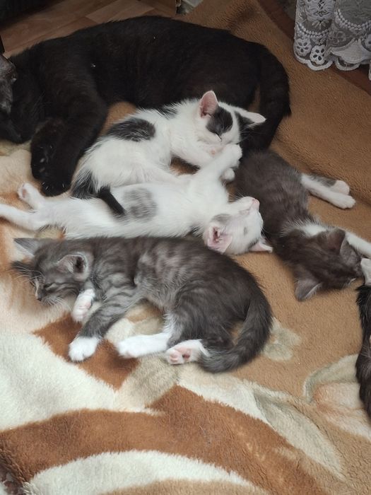 Котята в добрые руки