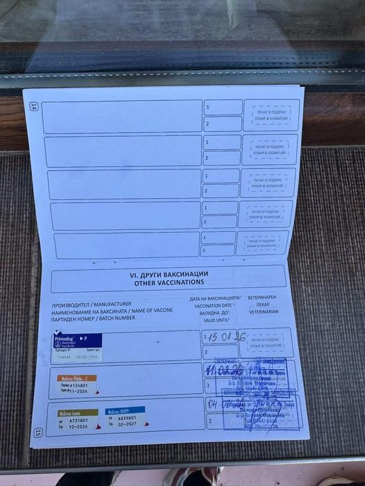 Куче белгийска овчарка