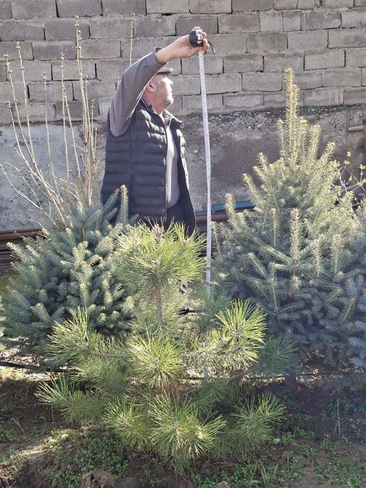 Goluboy Gel  ko'k archa ko‘chati sotiladi