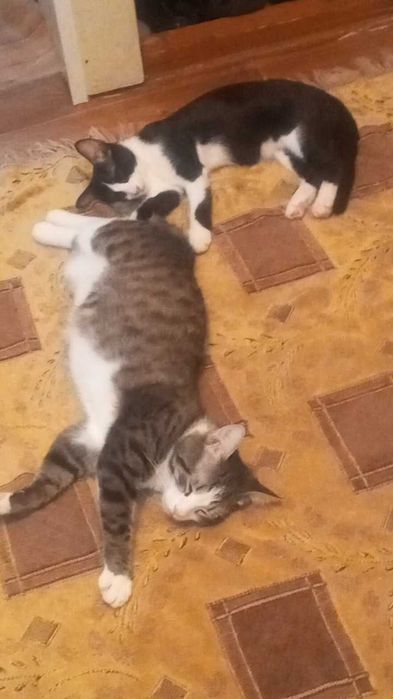 Отдам. котят в добрые руки