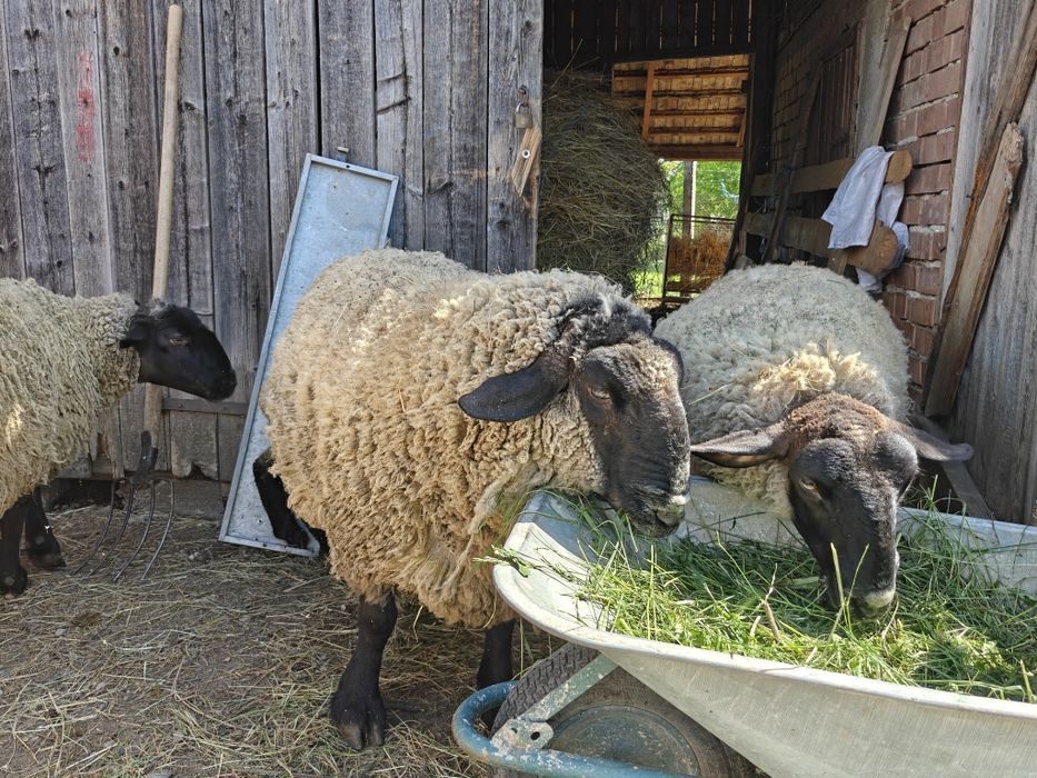 Mieluțe și berbecuți Suffolk
