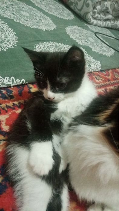 Отдам котят бесплатно