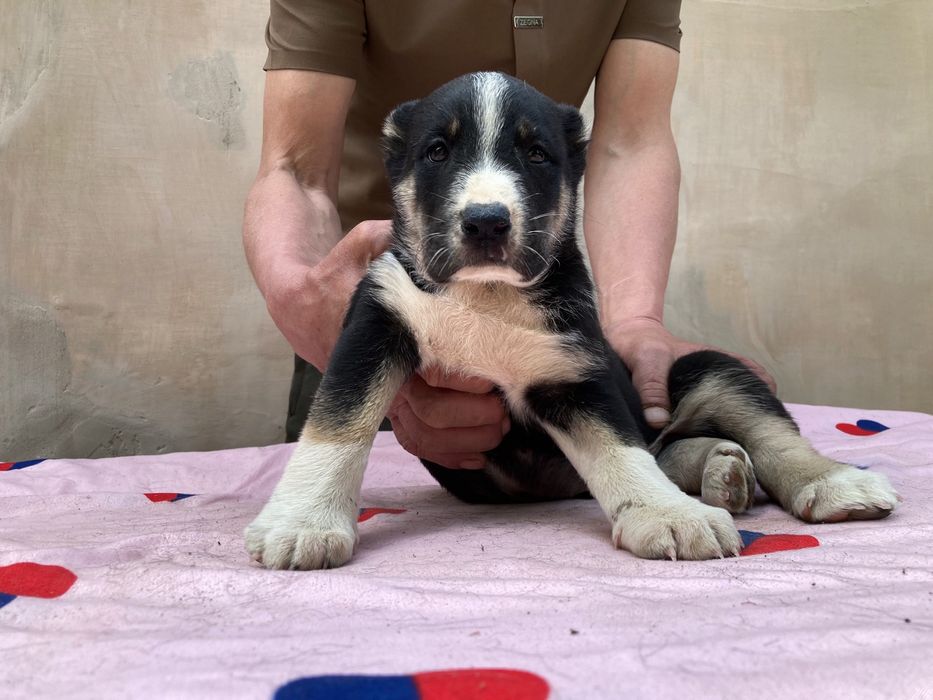 Щенок Туркменского Алабая ( чистокровный )