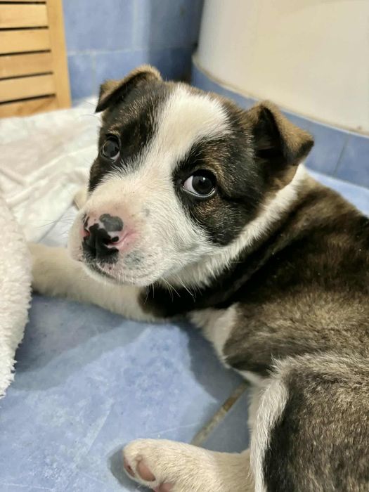 Cățelușa de adoptat