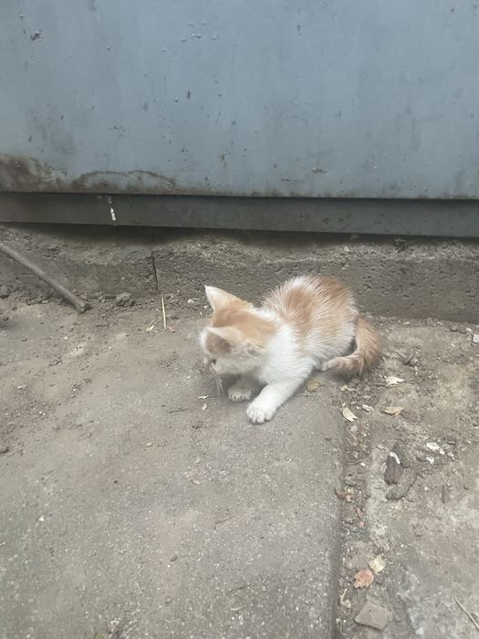 Donatie pui de pisică !