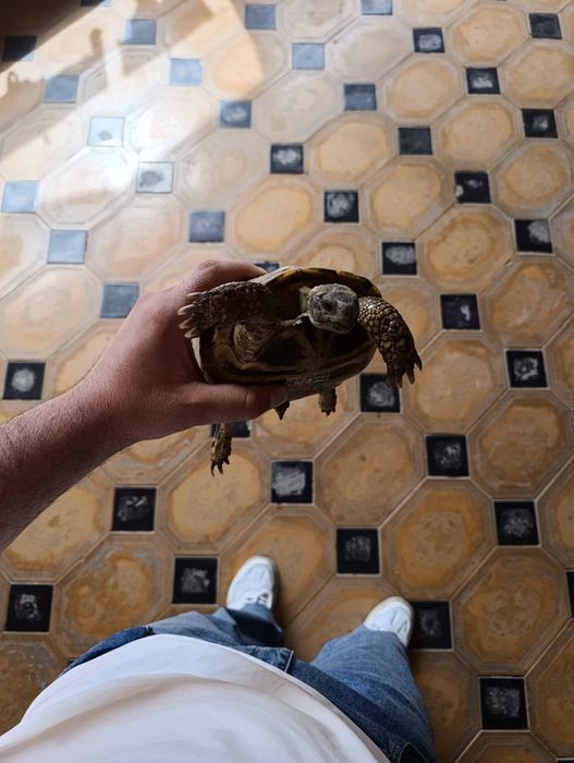 Предаётся черепаха