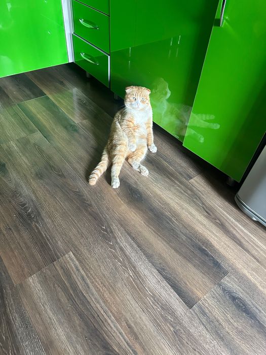 Кот, вислоухий.  Рыжик