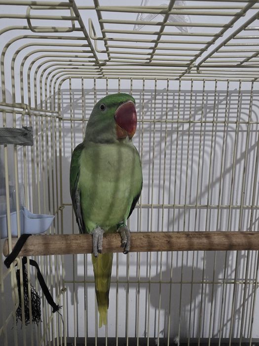 Vând Papagal Marele Alexander