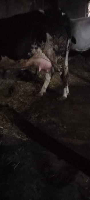 Vând vacă la prima fătare și tăuraș Angus !