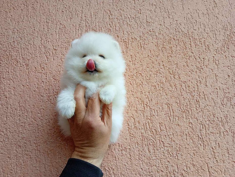 Померани на различни възрасти!!