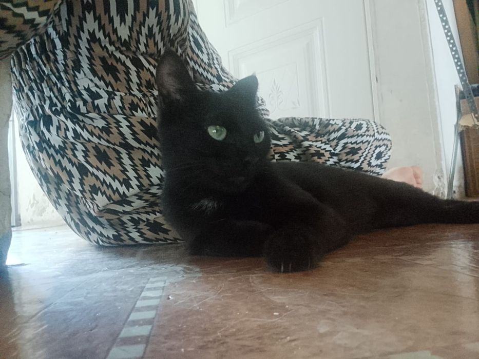 Кошка в добрые руки