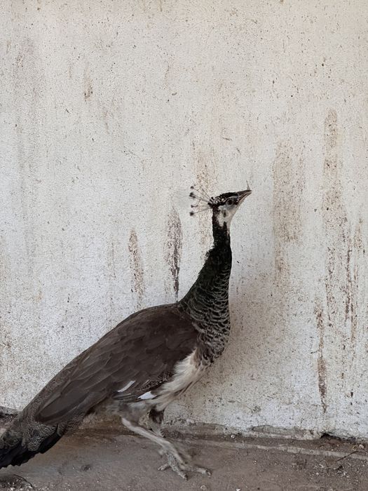 Продам павлинов