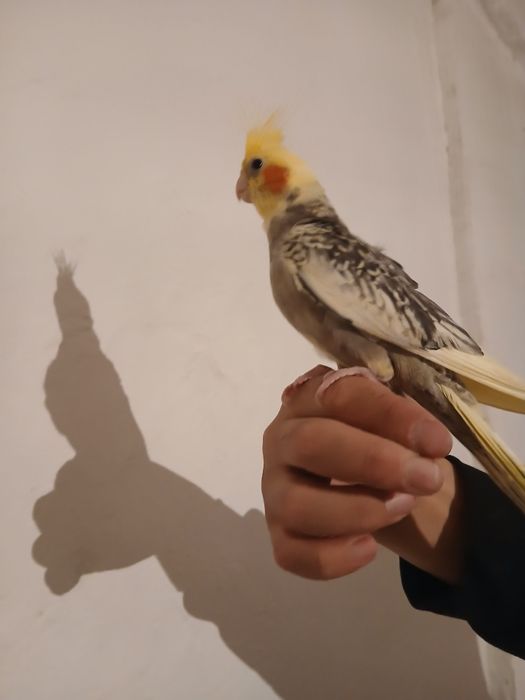 Продам попугаи корелла