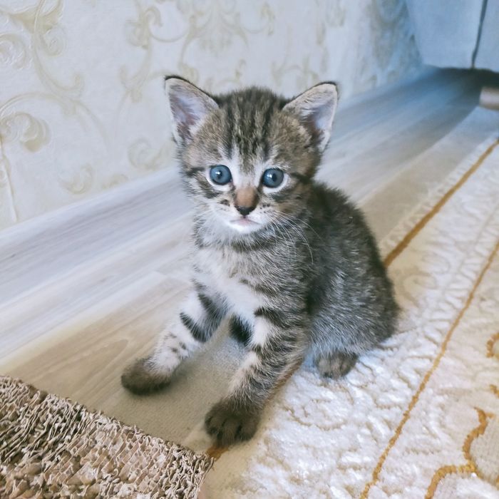 Котята шотландские вислоухие