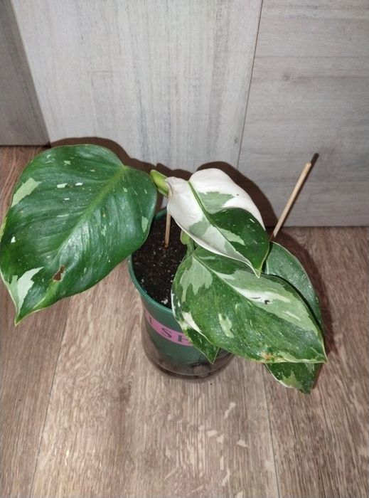 Комнатные растения продажа