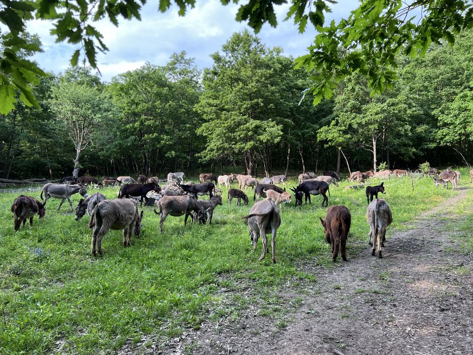 Lot 10 măgari – soluție naturală pentru pășuni / terenuri (ieftin de întreținut)