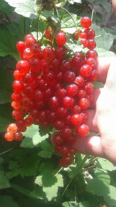 Смародина "Корагат" кучатлари бор