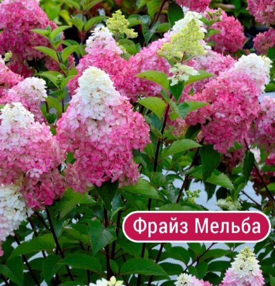 Гортензии  метельчатые