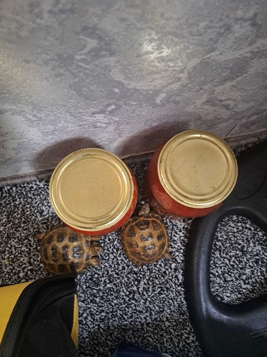 Черепаха Toshbaqa домашные