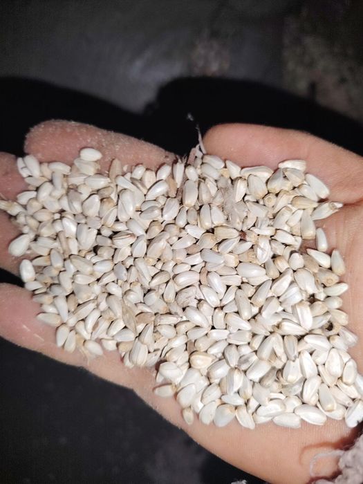 Masqar doni urugʼlikga