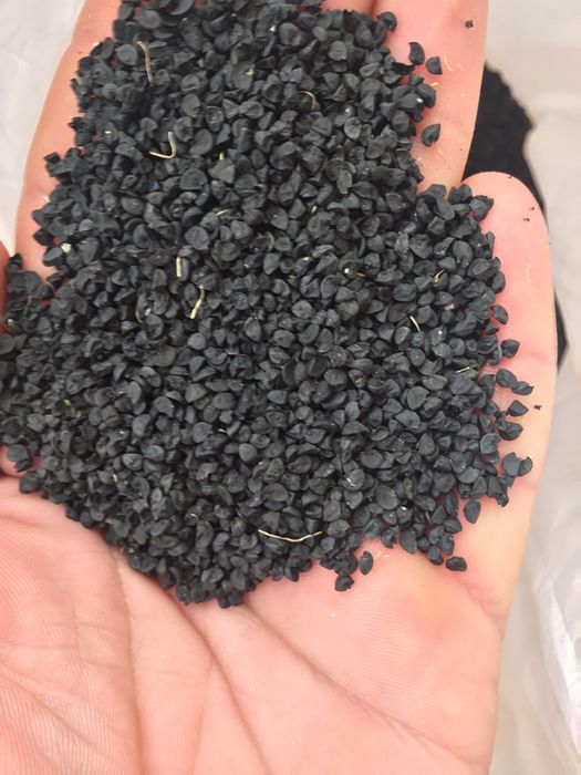 Seminte de ceapa de apa de buzau