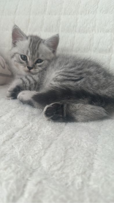 Котенок прямоухий