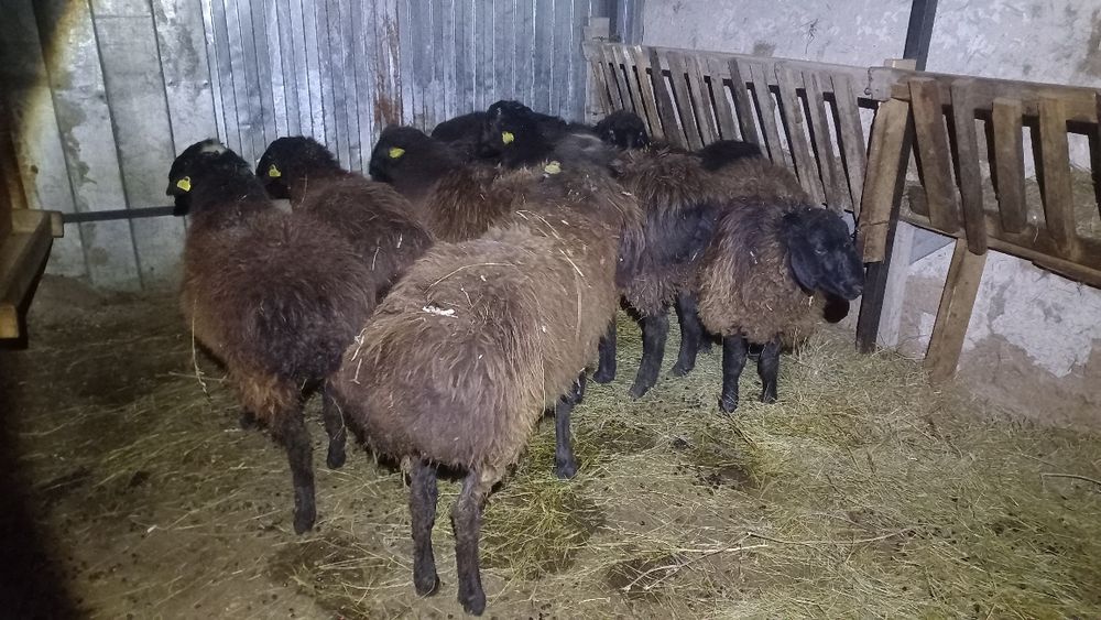 Қойлар сатылады.