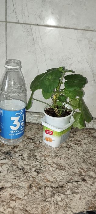 Пеларгонии много сортов герань