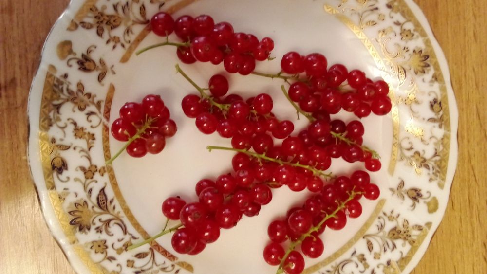 Смородина саженцы