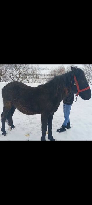 Vand armasar de un an si 5 luni