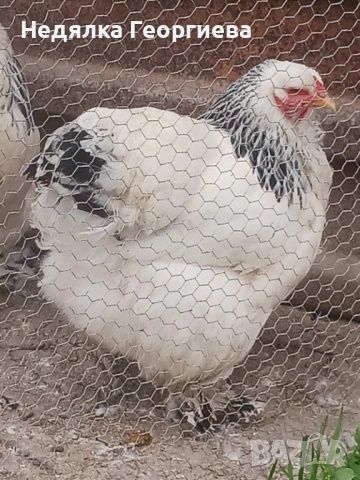 Пиленца  Колумбийска брама 4 евро