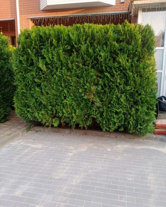 Садовник, Вогбон по городу Ташкенте работаю