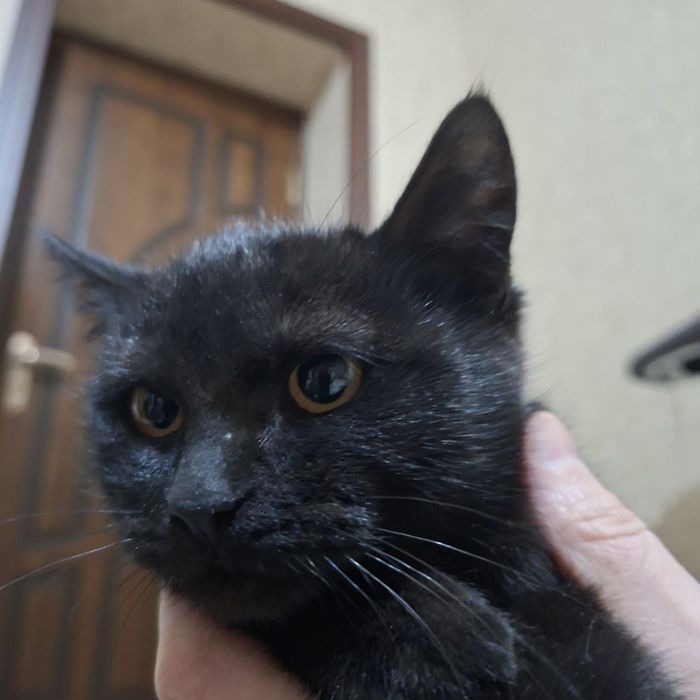 Mushukchani hadiyaga beramiz